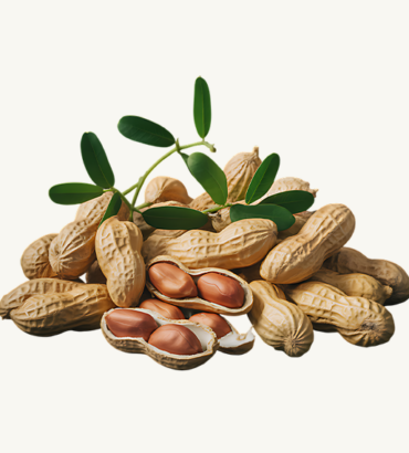 Groundnuts