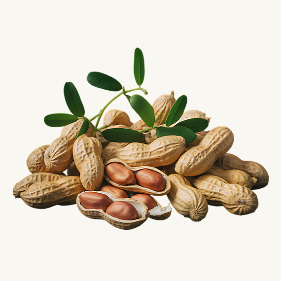 Groundnuts