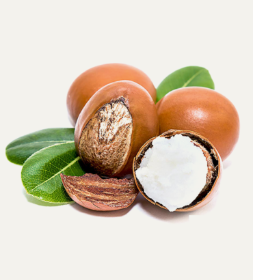 Shea Nuts
