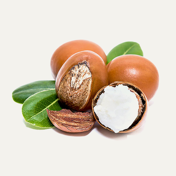 Shea Nuts